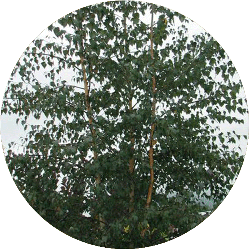 A Royal Frost Birch.